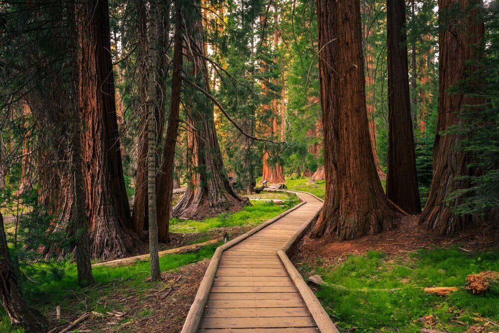 1. Sequoia National Forest